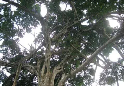 Ngắm cây sanh "có 1 không 2" hàng chục tỷ ảnh 2