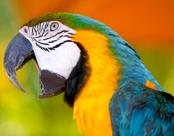 Vẹt bị cảnh sát bắt giam ảnh 1