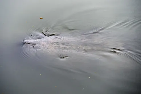 Rùa hồ Gươm "dạo chơi" trong giá lạnh ảnh 2