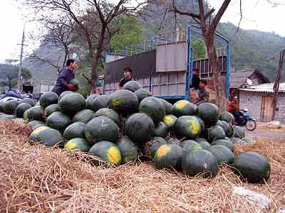 Dưa hấu xếp hàng chờ... thối ảnh 2