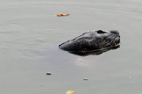 Rùa hồ Gươm "dạo chơi" trong giá lạnh ảnh 3