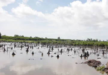 Mất rừng do... bảo vệ rừng ảnh 2 Mất rừng do... bảo vệ rừng ảnh 2