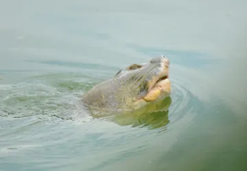 Năm 2010, cụ Rùa nổi lên đến 134 lần ảnh 1