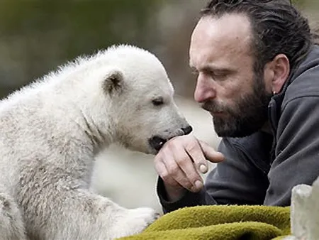 Gấu Knut chết vì áp lực nổi tiếng? ảnh 5