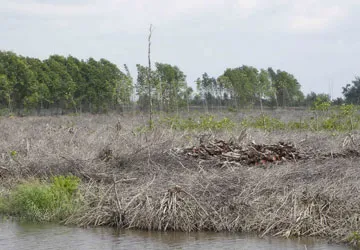 Điều tra vụ phá 26 ha đước ở Bến Tre ảnh 1 Điều tra vụ phá 26 ha đước ở Bến Tre ảnh 1