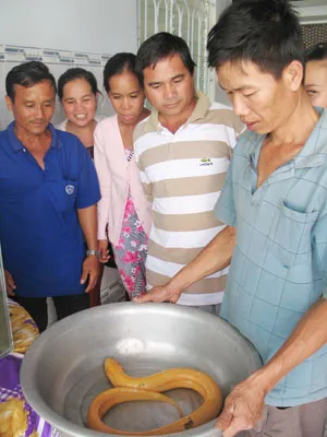 Lươn “hóa rồng” là tin đồn ảnh 1 Lươn “hóa rồng” là tin đồn ảnh 1