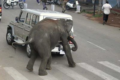 Hãi hùng cảnh voi Ấn Độ tấn công người ngay trên phố ảnh 1