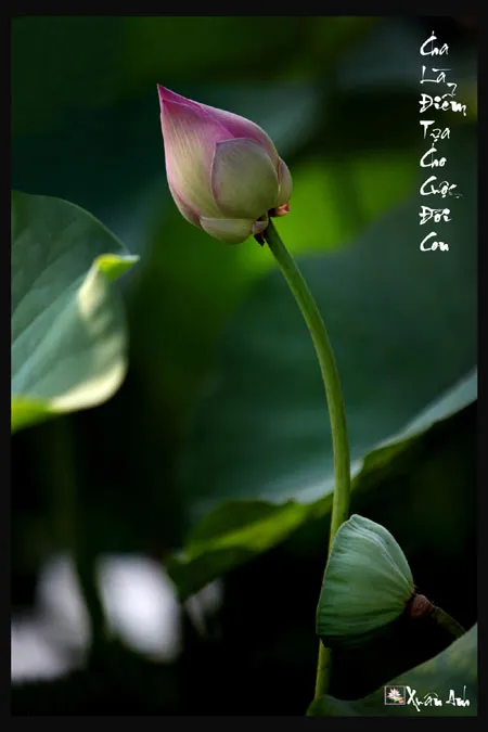 Triển lãm ảnh "Bóng mẹ" gây quỹ từ thiện ảnh 9