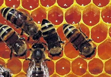 Liệu pháp dân gian chữa bệnh ngoài da ảnh 2