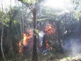 Vườn quốc gia Hoàng Liên có thêm điểm cháy mới ảnh 1