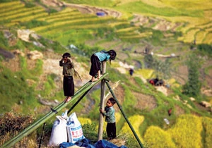 Lên Tây Bắc thăm lúa ảnh 5 Lên Tây Bắc thăm lúa ảnh 5