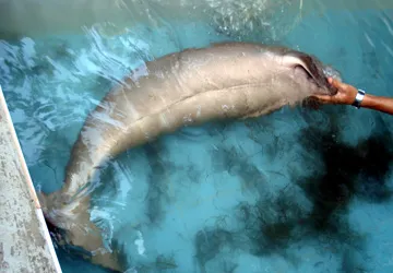 Cứu sống một con bò biển ảnh 1