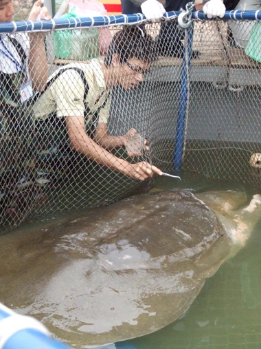 Cận cảnh chăm sóc Rùa trong bể nhân tạo ảnh 3