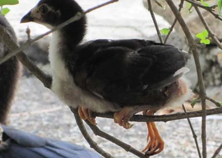 Săn tìm gà nhiều chân để mua ảnh 3