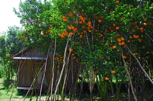 Quýt hồng được giá, tết vui hơn ảnh 1