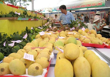 Nghịch lý trái cây miền Tây - Bài 2: Xuất khẩu: Kiểu nào cũng thua ảnh 2
