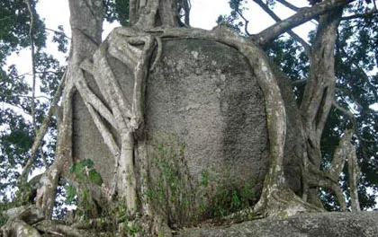 Ngắm cây sanh "có 1 không 2" hàng chục tỷ ảnh 3