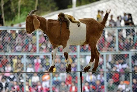 Ảnh động vật trong tuần ảnh 5 Ảnh động vật trong tuần ảnh 5