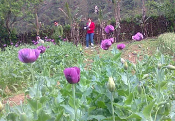 Phát hiện nhiều hộ gia đình tái trồng cây thuốc phiện ảnh 1 Phát hiện nhiều hộ gia đình tái trồng cây thuốc phiện ảnh 1