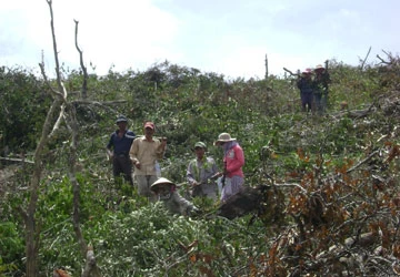 Phú Yên: DN mua gom đất, đẩy dân ra khỏi rừng ảnh 1