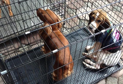 Chi 50 triệu thuê thám tử tìm chó lạc ảnh 2