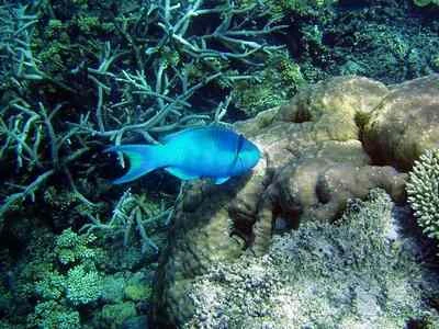 Download bộ hình nền chủ đề “Cuộc sống đại dương” ảnh 5