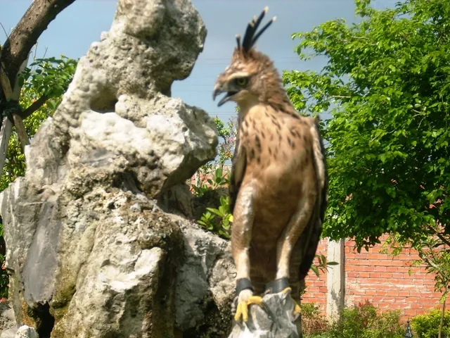 Bắt được chim lạ, nghi là đại bàng núi ảnh 2