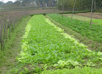 Người trồng hoa Tết khóc vì mất mùa ảnh 14