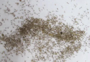 Côn trùng lạ dày đặc ở Tiền Giang ảnh 1 Côn trùng lạ dày đặc ở Tiền Giang ảnh 1