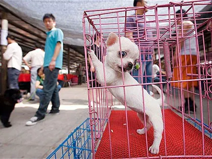 Trung Quốc: Lễ hội thịt chó gây phẫn nộ ảnh 1