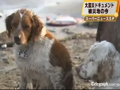 Nhật Bản: Giữa đống đổ nát xuất hiện một “Hachiko” ảnh 1 Nhật Bản: Giữa đống đổ nát xuất hiện một “Hachiko” ảnh 1