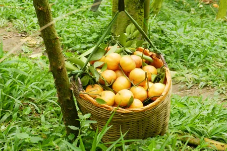 Quýt hồng núi Cấm trúng giá, nhà vườn ăn tết lớn ảnh 4 Quýt hồng núi Cấm trúng giá, nhà vườn ăn tết lớn ảnh 4