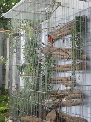 Vườn chim trong nhà phố ảnh 3