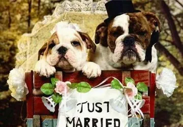 Dịch vụ đám cưới cho chó, mèo ảnh 1