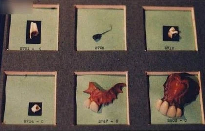 Bảo tàng rùng rợn nhất thế giới ảnh 4