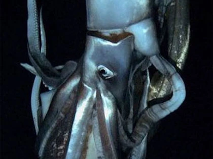 Con mực khổng lồ dài 8 m ảnh 1