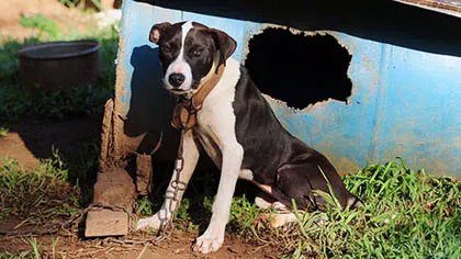 Mỹ phá đường dây cá cược “đấu chó”, cứu 367 chú pitbull ảnh 1 Mỹ phá đường dây cá cược “đấu chó”, cứu 367 chú pitbull ảnh 1