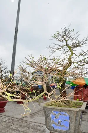 Mai “khủng” giá 150 triệu đồng ảnh 3