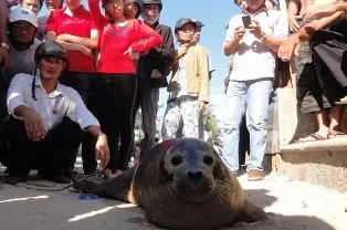 Hải cẩu vào lưới ăn trộm cá bị bắt chờ được giải cứu ảnh 1