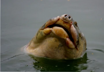 Trong Hồ Gươm thực tế tồn tại đến 3 cá thể rùa? ảnh 2