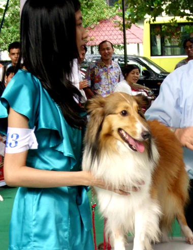 Thi "hoa hậu chó" ảnh 7 Thi "hoa hậu chó" ảnh 7