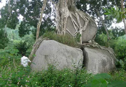 Ngắm cây sanh "có 1 không 2" hàng chục tỷ ảnh 1