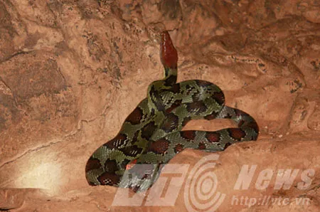 Kỳ 5: Hành trình xâm nhập lãnh địa của loài trăn ở Sơn La ảnh 5