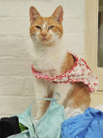 Những chuyện lý thú về mèo ảnh 2 Những chuyện lý thú về mèo ảnh 2