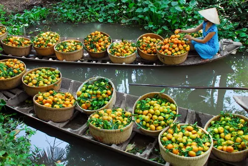 Quýt hồng được giá, tết vui hơn ảnh 4