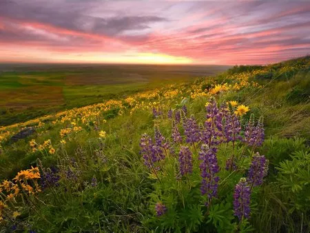 Đẹp ngỡ ngàng bộ sưu tập hình nền “mùa xuân” ảnh 6