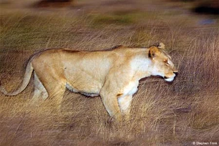 70 – 200mm là tiêu cự thông dụng nhất để chụp thiên nhiên ảnh 4