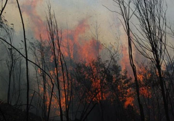 Sa Pa cháy rừng dữ dội hơn 50 giờ chưa thể dập tắt ảnh 4