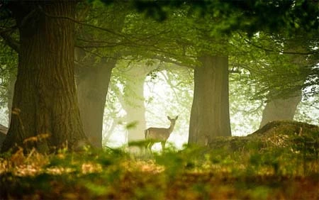 Chụp ảnh trong sương mù ảnh 1