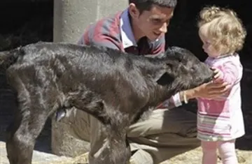 Lần đầu tiên nhân bản vô tính thành công bò tót ảnh 1 Lần đầu tiên nhân bản vô tính thành công bò tót ảnh 1